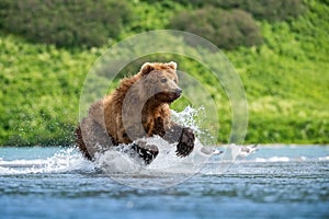 The brownÃÂ bear, Ursus arctos beringianus photo